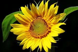 Bright And Cheery
